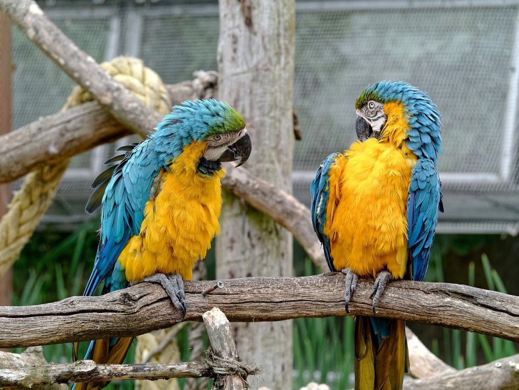 dwie papugi
