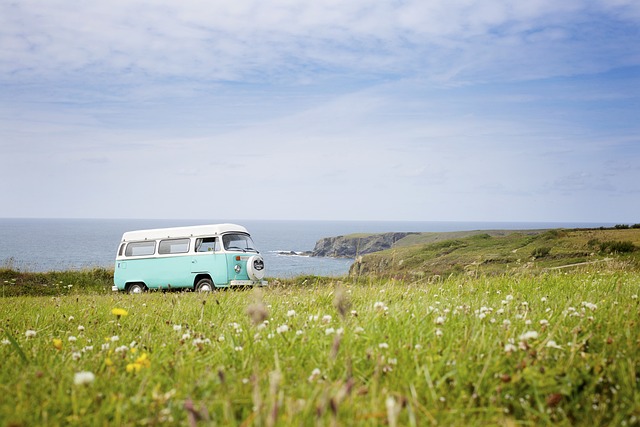 VW-BUS na łące